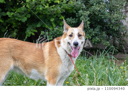 Cheerful white dog on grass closeup portrait 110094340