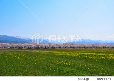 春 あさひ舟川 春 あさひ舟川 110094474