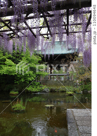 西新井大師・總持寺の鐘楼堂と藤棚（東京都足立区） 110094648