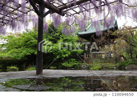 西新井大師・總持寺の鐘楼堂と藤棚（東京都足立区） 110094650