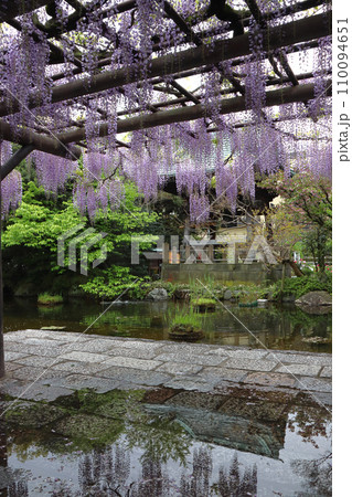 西新井大師・總持寺の鐘楼堂と藤棚(東京都足立区) 西新井大師・總持寺の鐘楼堂と藤棚(東京都足立区) 110094651