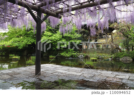 西新井大師・總持寺の鐘楼堂と藤棚(東京都足立区) 西新井大師・總持寺の鐘楼堂と藤棚(東京都足立区) 110094652