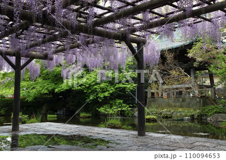 西新井大師・總持寺の鐘楼堂と藤棚(東京都足立区) 西新井大師・總持寺の鐘楼堂と藤棚(東京都足立区) 110094653