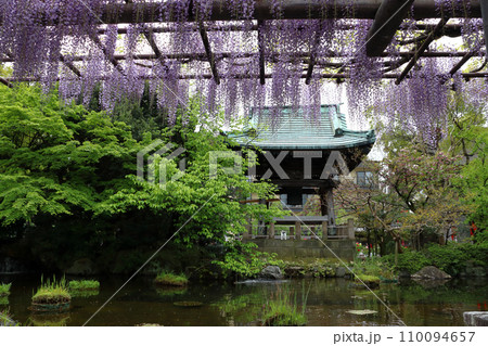 西新井大師・總持寺の鐘楼堂と藤棚（東京都足立区） 110094657