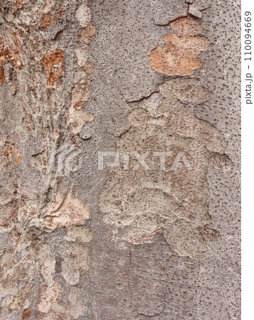 ひび割れた樹皮の背景素材 110094669