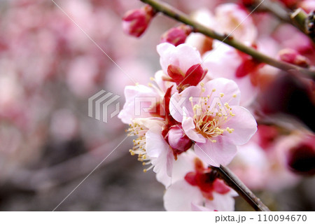 初冬 梅の花 初冬 梅の花 110094670