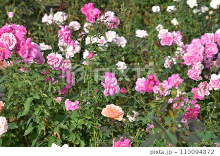 薔薇園にピンク色と白色の薔薇の花が咲いています 薔薇園にピンク色と白色の薔薇の花が咲いています 110094872
