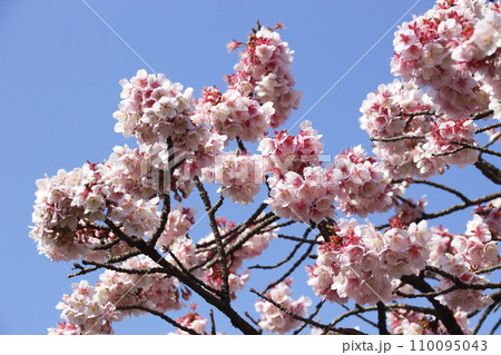 西新井大師・總持寺の寒桜（東京都足立区） 110095043