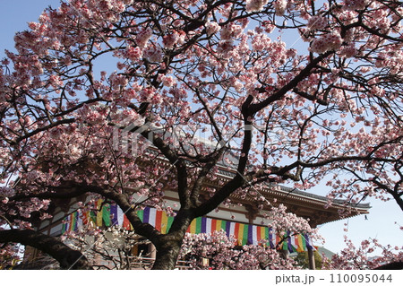 西新井大師・總持寺の大本堂と寒桜（東京都足立区） 110095044