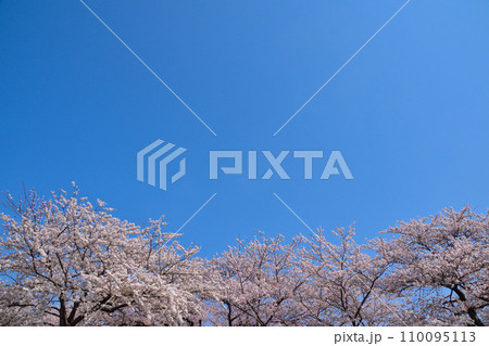 青空　桜並木 110095113
