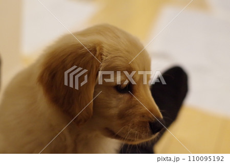 ゴールデンレトリバーの仔犬 横顔 ゴールデンレトリバーの仔犬 横顔 110095192