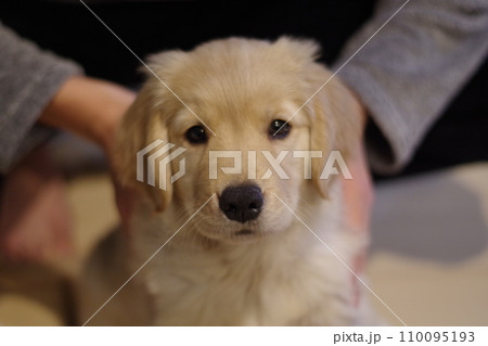 こちらを可愛く見つめるゴールデンレトリバーの仔犬 こちらを可愛く見つめるゴールデンレトリバーの仔犬 110095193
