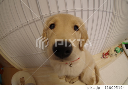 魚眼レンズで撮ったゴールデンの仔犬 鼻デカ 魚眼レンズで撮ったゴールデンの仔犬 鼻デカ 110095194