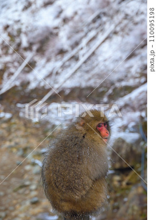眼差し【地獄谷野猿公苑】 眼差し【地獄谷野猿公苑】 110095198
