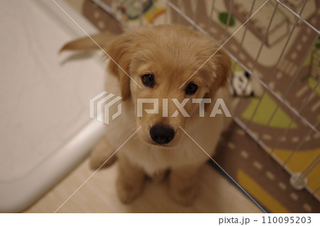 お座りして上目遣いでこちらを見つめるゴールデンレトリバーの仔犬 110095203