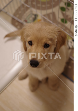 お座りして上目遣いでこちらを見つめるゴールデンレトリバーの仔犬 アップ お座りして上目遣いでこちらを見つめるゴールデンレトリバーの仔犬 アップ 110095204