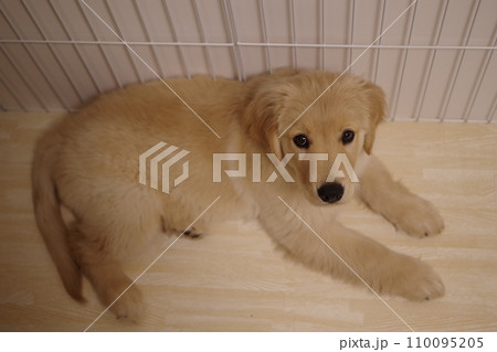 寝そべってこちらを見つめるゴールデンレトリバーの仔犬 寝そべってこちらを見つめるゴールデンレトリバーの仔犬 110095205