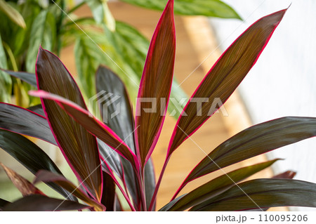 室内に置いてある観葉植物の葉っぱ 室内に置いてある観葉植物の葉っぱ 110095206