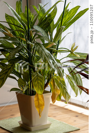 室内に置いてある観葉植物の葉っぱ 110095207