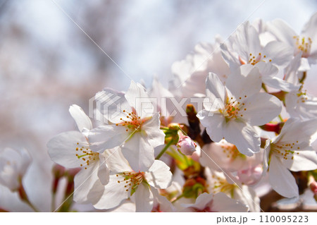 桜　染井吉野 110095223