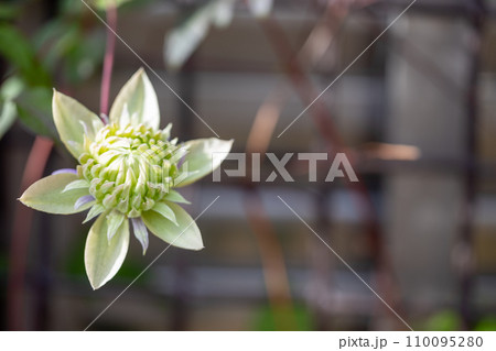 八重咲のクレマチスの花 110095280
