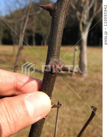 鋭い棘のある「ニセアカシア」の枝 110095942