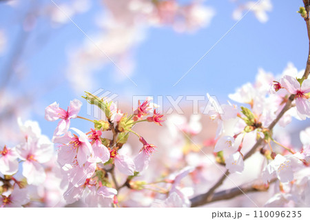 [愛知県]名古屋市名古屋城のお堀と桜 110096235
