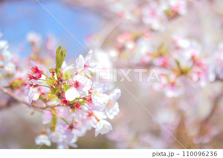 [愛知県]名古屋市名古屋城のお堀と桜 110096236