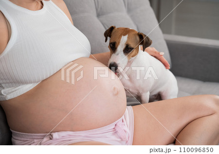 Pregnant woman is sitting on the sofa with her dog. Jack Russell Terrier licks owner's belly.  110096850