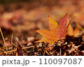 落ちた紅葉 110097087