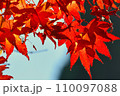 赤紅葉 110097088