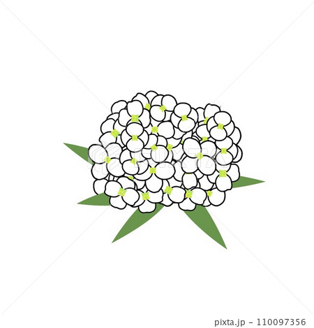 アリッサムのイラスト アリッサムのイラスト 110097356