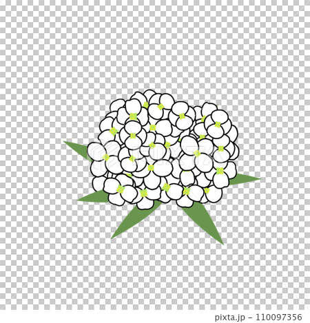 アリッサムのイラスト アリッサムのイラスト 110097356