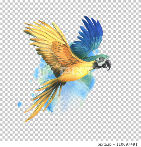 Tropical flying blue-yellow macaw parrot. Hand drawn watercolor botanical illustration. Isolated element on a blue spot background. 110097491