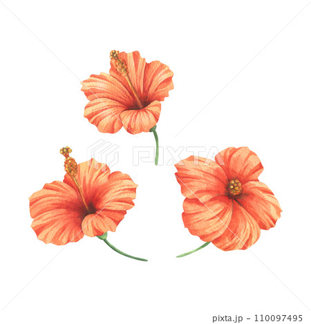 Tropical flowers of hibiscus, bright juicy red, coral colors. Hand drawn watercolor botanical illustration. Set of isolated elements on a white background. 110097495