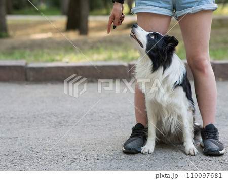 Black and white border collie sits at the legs of the owner on a walk. 110097681