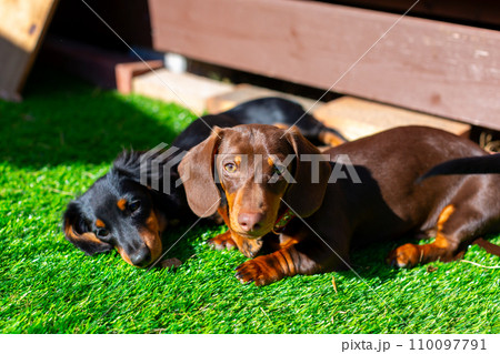 庭で日向ぼっこをするダックスフンド 庭で日向ぼっこをするダックスフンド 110097791