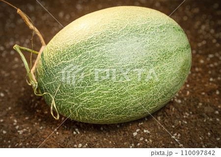 Cantaloupe on the field Cantaloupe on the field 110097842