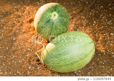 Cantaloupe on the field 110097844