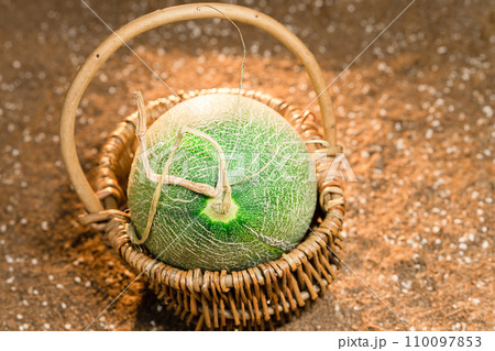Cantaloupe on the field 110097853