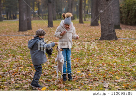 Caucasian children are walking with jack russell terrier in autumn park. Boy, girl and dog are jumping outdoors. Caucasian children are walking with jack russell terrier in autumn park. Boy, girl and dog are jumping outdoors. 110098289