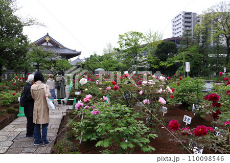西新井大師・總持寺のボタン園(東京都足立区) 西新井大師・總持寺のボタン園(東京都足立区) 110098546