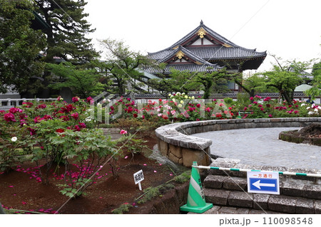 西新井大師・總持寺のボタン園（東京都足立区） 110098548