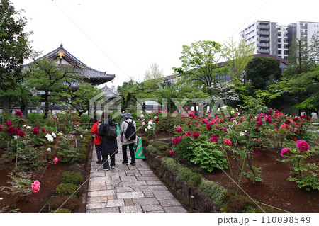 西新井大師・總持寺のボタン園（東京都足立区） 110098549