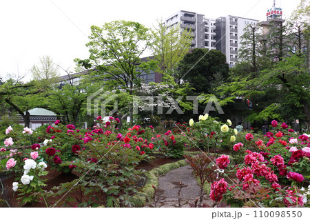 西新井大師・總持寺のボタン園（東京都足立区） 110098550