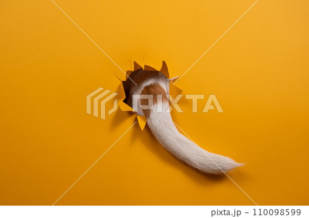 The tail of a Jack Russell Terrier dog sticks out of torn paper on an orange background. The tail of a Jack Russell Terrier dog sticks out of torn paper on an orange background. 110098599