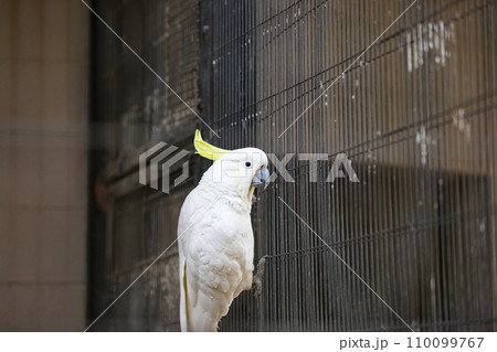 埼玉県越谷市キャンベルタウン野鳥の森 埼玉県越谷市キャンベルタウン野鳥の森 110099767