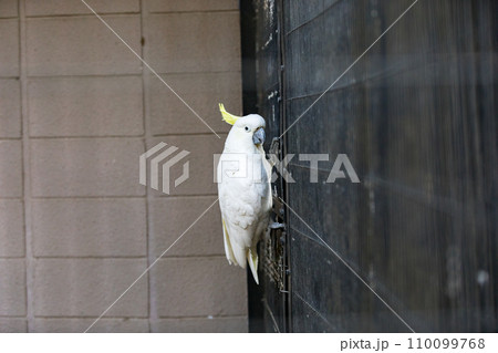 埼玉県越谷市キャンベルタウン野鳥の森　キバタン 110099768