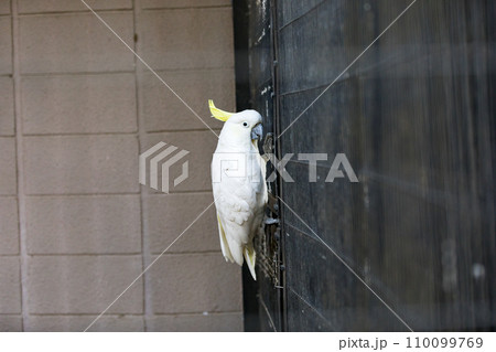 埼玉県越谷市キャンベルタウン野鳥の森 110099769