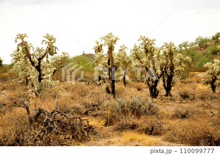 Cholla cactus, Sonora Desert, Mid Spring 110099777